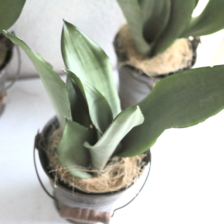 楽天市場 母の日 おしゃれ 観葉植物 サンスベリア ムーンシャインアンティーク風なブリキの器付き室内用 インテリアグリーン 多肉植物 希少 レア 珍しい 植物ギフト 育てやすい サボテン 枯れにくい かわいい ギフト 誕生日 プレゼント シルバーリーフ 白 花かたにし
