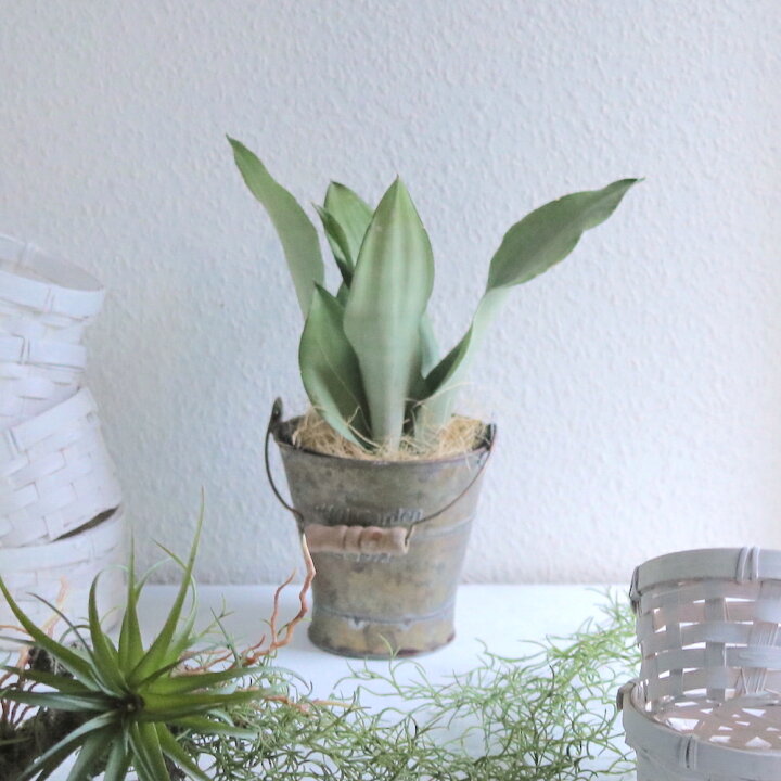 楽天市場 おしゃれ 観葉植物 サンスベリア ムーンシャインアンティーク風なブリキの器付き室内用 インテリアグリーン 多肉植物 希少 レア 珍しい 植物ギフト 育てやすい サボテン 枯れにくい かわいい ギフト 誕生日 プレゼント シルバーリーフ 白 花かたにし