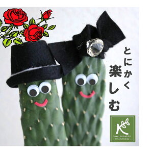 J^T{eyƂɂlyzĂĊy ̏ΊV[Y _VOT{eY zC2l ϗtA  E`T{e X~G{V J^ ^Cオ Ă₷ ׋C 