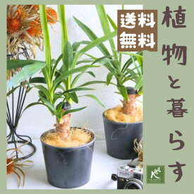 《玄関に開運植物》観葉植物 ユッカ エレファンティペス プレゼント シンプルな 防水鉢カバー付き 青年の木 ナチュラル スタイリッシュ 育てやすい 癒し おしゃれ グリーン ギフト 誕生日 女性 男性 ウイルス対策 お祝い 新築祝い【ラッピング無料・ メッセージカード無料】