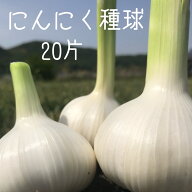 【送料無料】【令和8年産にんにく種球】【20片】 種　球根　少量販売 9月 10月 11月植え付け 野菜 家庭菜…