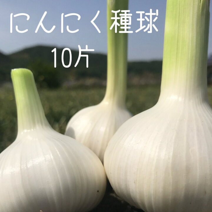 楽天市場 送料無料 にんにく種球 10片 種 球根 少量販売 ９月 10月 11月植え付け 野菜 家庭菜園 簡単 初心者におすすめ 種用 黒にんにく作りに 87store 87store By 田辺農園