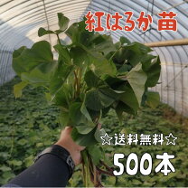 楽天市場】紅はるか 苗の通販