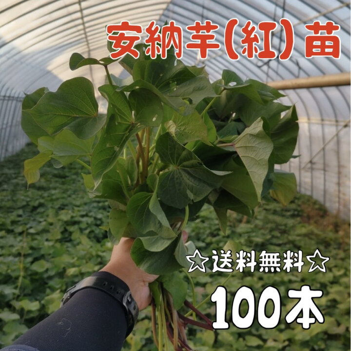 楽天市場】2026年発送】【予約販売 送料無料】サツマイモ苗 安納芋／紅 