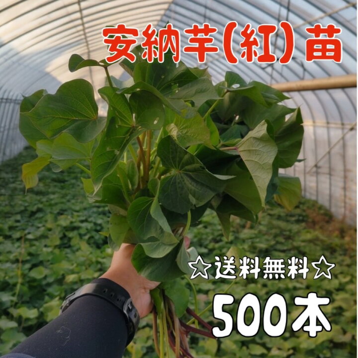 楽天市場】【2025年発送】【予約販売 送料無料】サツマイモ苗 安納芋 
