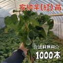 【2026年発送】【予約販売　送料無料】サツマイモ苗 安納芋／紅系【切り苗1000本】　基腐病の発生していない当農園で…