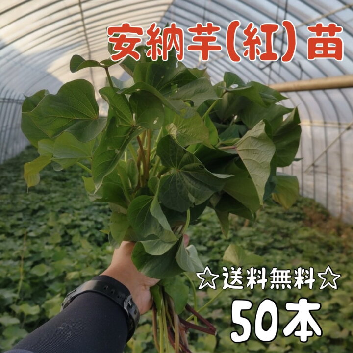 楽天市場】【2025年発送】【予約販売 送料無料】サツマイモ苗 安納芋 