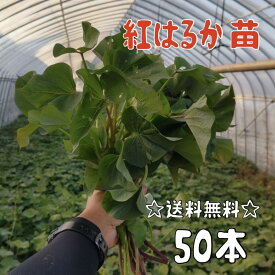【2026年発送】【予約販売　送料無料】サツマイモ苗 紅はるか【切り苗50本】　基腐病の発生していない当農園で生産しています。岡山県産です。【さつまいも　大量購入　苗　新鮮】登録品種（登録名　べにはるか）海外持出禁止（公示（農林水産省HP）参照）