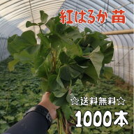 【2026年発送】【予約販売　送料無料】サツマイモ苗 紅はるか【切り苗1000本】　基腐病の発生していない…
