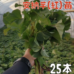 y2026Nzy\̔@zTc}Cc [^gny؂c25{z@a̔ĂȂ_ŐYĂ܂BRYłBy܂@ʍw@c@VNz