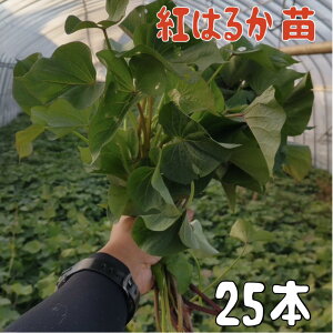 y2026Nzy\̔@zTc}Cc g͂邩y؂c25{z@a̔ĂȂ_ŐYĂ܂BRYłBy܂@ʍw@c@VNzo^i