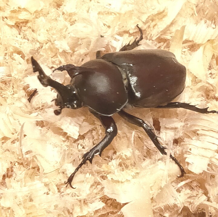 楽天市場 日本製 ひのき おがくず チップ 5l クワガタ カブトムシ 飼育 マット 防虫 Hayabusa Onlineshop