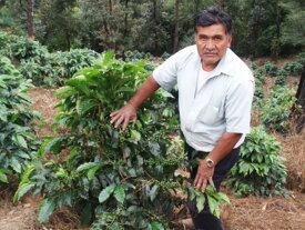 【コーヒー生豆】グァテマラ　ラ・エスメラルダ農園　イエローブルボン（アンティグア地区産）　＜内容量＞1kg