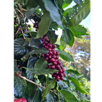 【コーヒー生豆】ベトナム　ラダーファーム ＜内容量＞400g　スペシャルティーアラビカ
