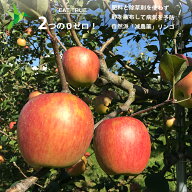 工藤さんの無肥料 無除草剤 自然派「 減農薬 」リンゴ「 シナノスイート 」【 3kg 】10月上旬頃から順次…