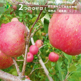 スーパーSALE 無肥料 無除草剤 自然派「 減農薬 」冬のリンゴ「 フジ 」【 3kg 】 2つのゼロ 肥料と除草剤を一切使わない 〜青森県産 りんご 林檎 ふじ【 送料無料 】青森　弘前市　弘前　アップル サイズお任せ（大玉で8玉から極小で14玉入り）