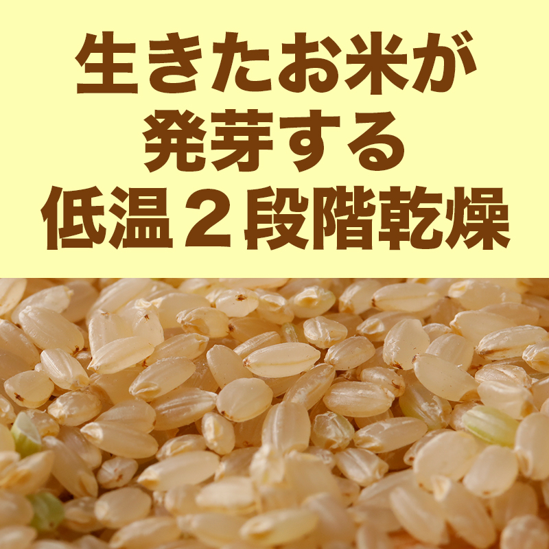 楽天市場新米 予約 令和 無農薬 米 自然栽培 成澤 ササニシキ