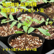 自然栽培 トマト苗セット 9苗（固定種・自家採種）セット内容（トマト5苗　ミニトマト4苗）｜無農薬 無肥…