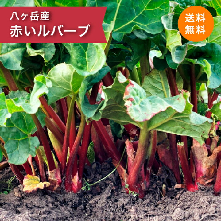 楽天市場】【2024完売】赤い生ルバーブ 1kg 2024 農薬不使用 冷蔵 長野 