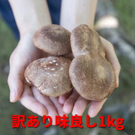 八ヶ岳 菌床 生しいたけ 訳あり 1kg 【形が少し欠けていたりイビツなもので味は特級品と変わりません】【送料無料】 無農薬 農薬不使用 安全 しいたけ シイタケ 椎茸 食感プリっ 食べごたえあり 旨味 お鍋や土瓶蒸しにも 熨斗 返礼 ギフト お祝い