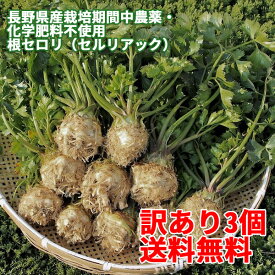 楽天市場 根セロリの通販
