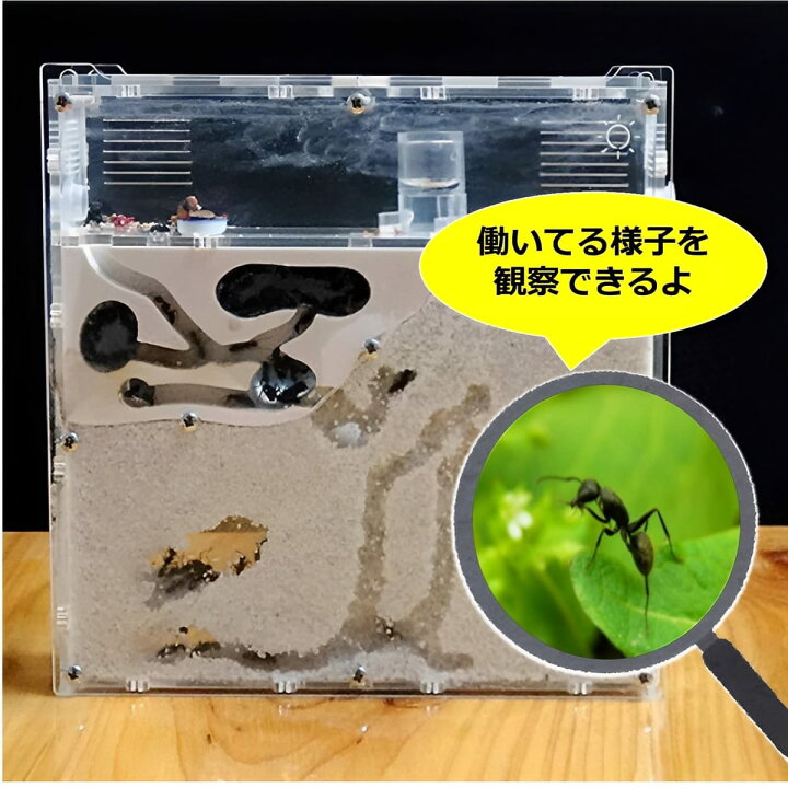 楽天市場】MIMIA アリの巣 観察 キット (砂・蟻は別売) 蟻 アリ飼育 
