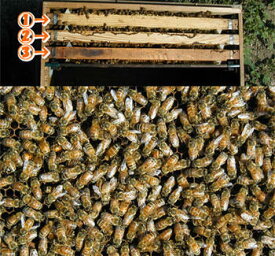 ミツバチ飼育種蜂3枚群2024年10月下旬出荷予定