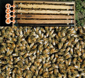 ミツバチ飼育種蜂4枚群2024年10月下旬出荷予定
