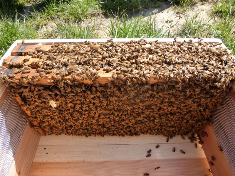 最大63%OFFクーポン 花粉交配用ミツバチ３枚群<BR> ベニア箱入 女王蜂付 <BR>2023年5月中旬出荷予定