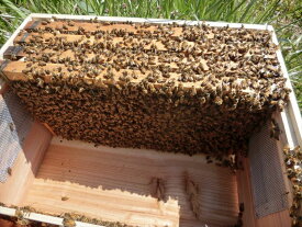 ミツバチ飼育種蜂4枚群入門キット2022年10月下旬出荷予定