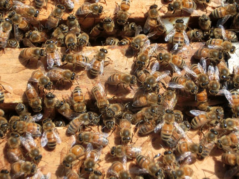 アイテム勢ぞろいミツバチ飼育種蜂４枚群木製給餌器付2023年10月中旬出荷予定 昆虫
