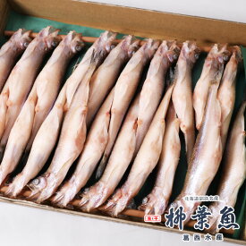 北海道産 生干 柳葉魚 メス 20尾 葛西水産 釧路名産 ギフト 熨斗 お土産 人気 ししゃも シシャモ