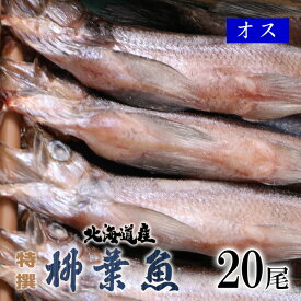 北海道産 特選 生干 柳葉魚 オス 20尾 送料無料 葛西水産 釧路名産 熨斗 ギフト お土産 人気 ししゃも シシャモお歳暮 ギフト クリスマス イベント 贈答 お取り寄せ 年末 ごちそう グルメ