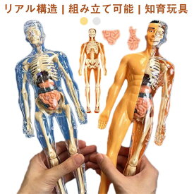 おもちゃ 人体模型 組み立て式 子供おもちゃ 知育玩具 人体構造 玩具 28cm人体構造 骨格 人体模型 人体パズル モデル 解剖 誕生日 プレゼント