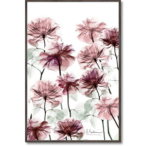 [p[ X-RAYLoXA[g ut[xbhv(STCY) CeA G