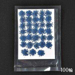  Wp hCt[ [Xt[ 1V[g 100[u[]