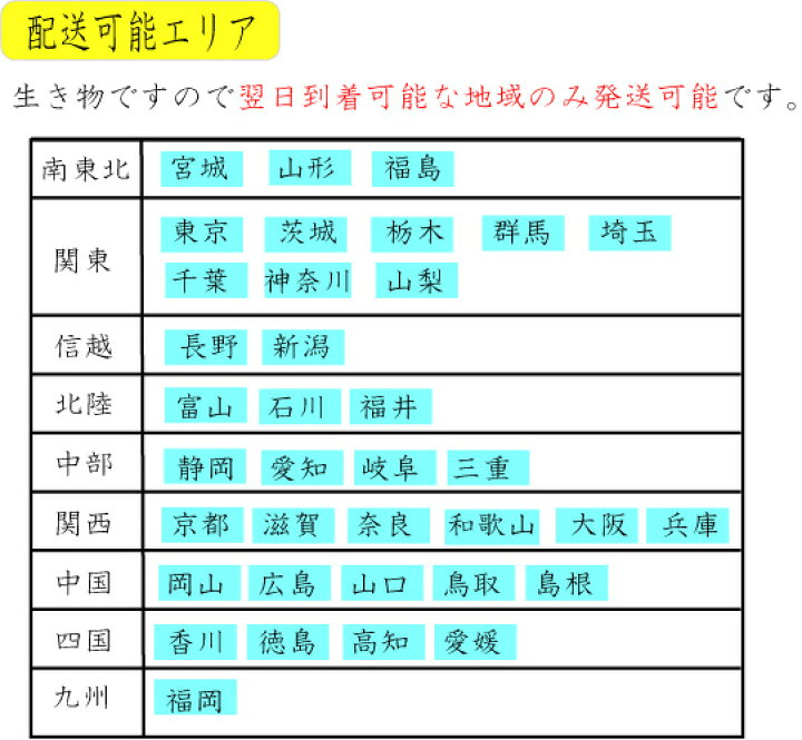 楽天市場 活き餌 生きたまま発送 活きエサ ニジマス30匹セット 生きエサ 釣堀 イカ釣り 送料無料 熊人楽天市場店