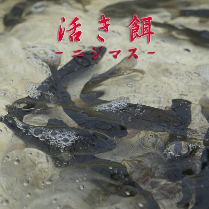 楽天市場 活き餌 生きたまま発送 活きエサ ニジマス30匹セット 生きエサ 釣堀 イカ釣り 送料無料 熊人楽天市場店
