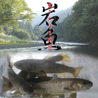 【産地直送】岩魚 生きたまま発送！川魚の女王岩魚（イワナ/いわな）鮮魚《養殖》塩焼きに最適【おためし…