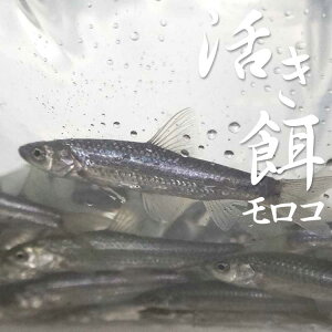 yaz܂ܔIR 500g (100C) RC ނ GT 낱 ꌧ {B