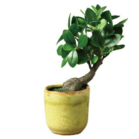 楽天市場 仏花 小さい 種類 植物 ガジュマル 花 ガーデン Diy の通販 楽天市場 仏花 小さい 種類 植物 ガジュマル 花 ガーデン Diy の通販