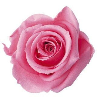 A Ki Flower Je 被在purizabudofurawa花材玫瑰花1輪出售安排材料花材料批發burizabudofurawarozu價值furoruebasutandadorozupurizapurizabudopurizado Fl100素材便宜的建設配套元件星期六從事經營 日本樂天市場