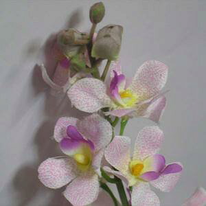 ԁ@t@@sNyԁzAWAGݔ̔BCDSHOP