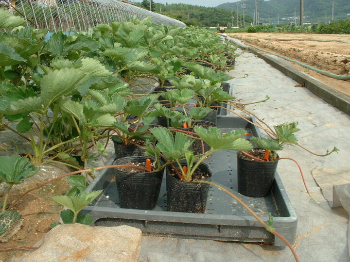 楽天市場 送料無料 イチゴの苗づくり専用培養土 40l 2袋セット 土 いちご 苗 育苗 ポット アイチメーデル 楽天市場店