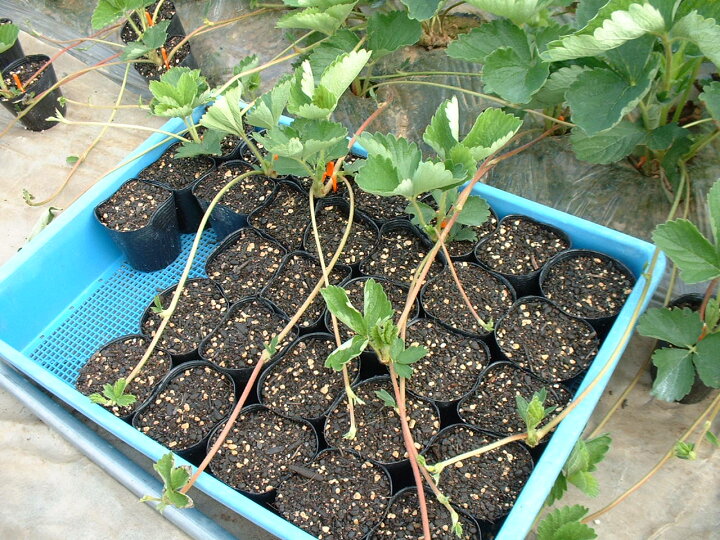 楽天市場 送料無料 イチゴの苗づくり専用培養土 40l 2袋セット 土 いちご 苗 育苗 ポット アイチメーデル 楽天市場店