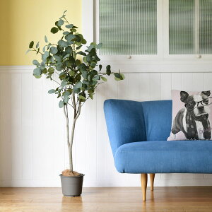 RP FG-EUCA130 [tFCNO[ [J]