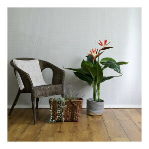 �R�P �t�F�C�N�O���[�� �X�g�����`�A 100cmFG-STLE100 ���[�J�[����