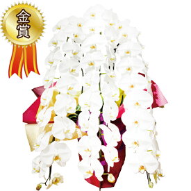 楽天市場 祝い 胡蝶蘭3万円の通販 楽天市場 祝い 胡蝶蘭3万円の通販