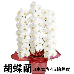 胡蝶蘭 3本立ち 3万円 30000円 送料無料 ラッピング無料 お祝い 開店祝い 開業祝い 移転祝い 昇進 就任 移転 昇進 開店 開業 周年祝い