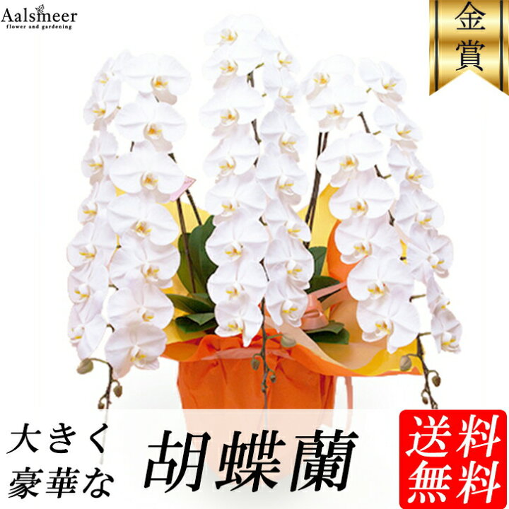 楽天市場 開店祝い 胡蝶蘭 2万円 000円 3本立ち 送料無料 ラッピング無料 お祝い 開業祝い 移転祝い 昇進 就任 還暦 ギフト 選挙 お誕生日 祝 フラワーアルスメール lsmeer